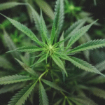 Skunk cannabis genetics