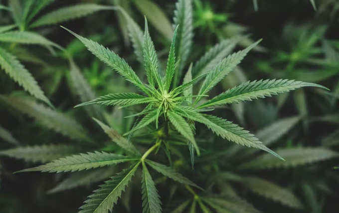 Skunk cannabis genetics